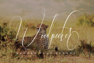 Woodpecker Font: A Modern Script for Elegant Campaigns